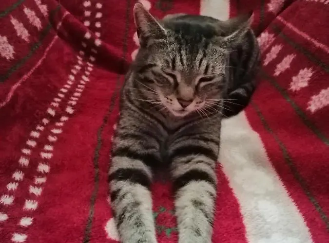 Haus Kristina בית הארחה